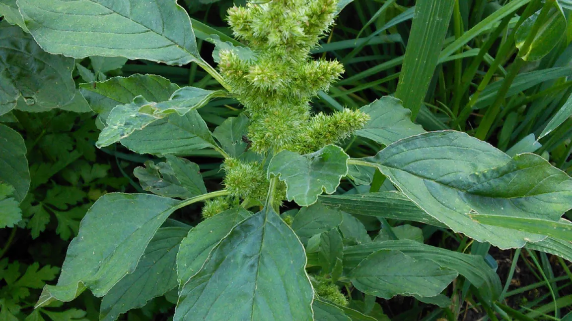 Aus den Samen wurden früher Farbstoffe gewonnen. Foto: iStock