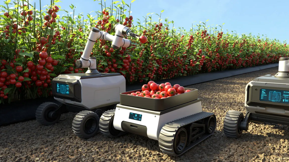 Mit entsprechenden Sensoren ausgestattete Roboter ernten nur die Feldfrüchte, die optimal ausgereift sind. Foto: iStock