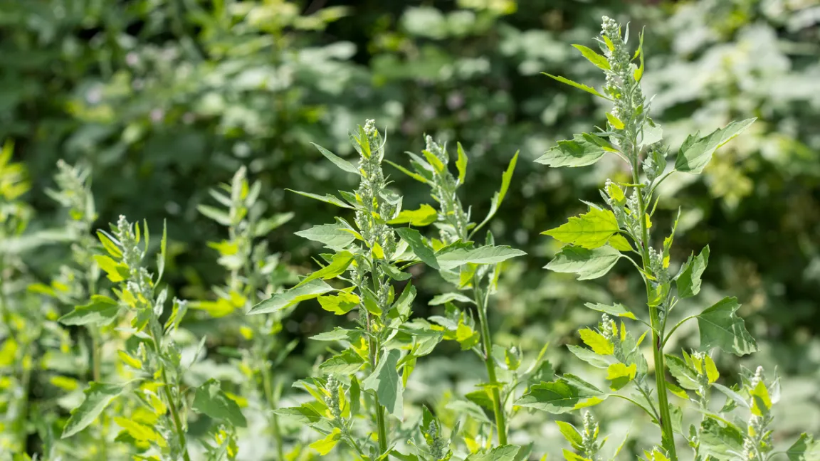 In diesem Stadium sollten Melden aus dem Garten entfernt werden. Samen sie nach der Blüte aus, dann ist das Unkrautjäten in den Folgejahren deutlich aufwändiger. Foto: iStock