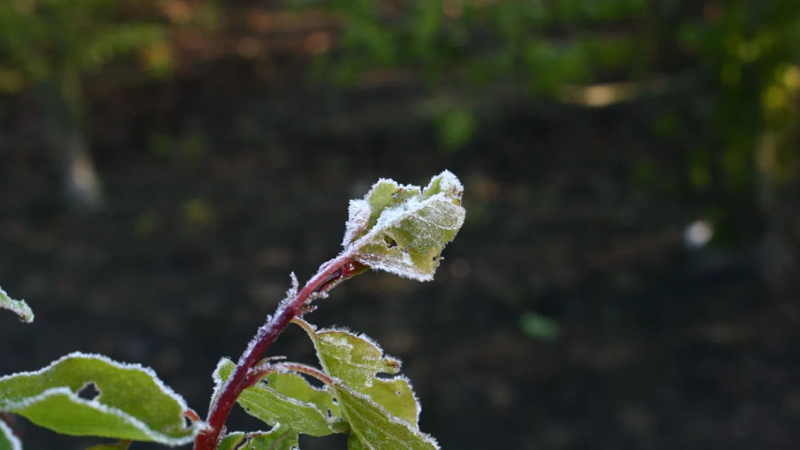 Spätfröste können an jungen Austrieben starke Schäden verursachen. Foto: Heinrich Beltz