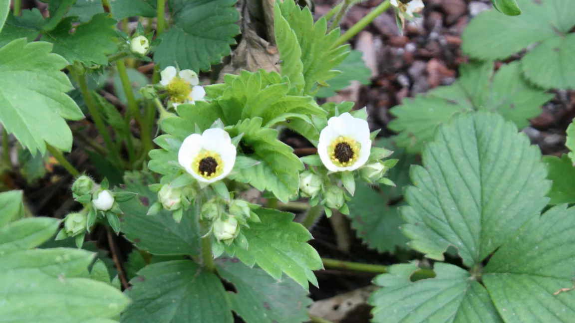 Diese schwarzen Erdbeerblüten sind erfroren und bringen keine Früchte mehr hervor. Foto: Heinrich Beltz