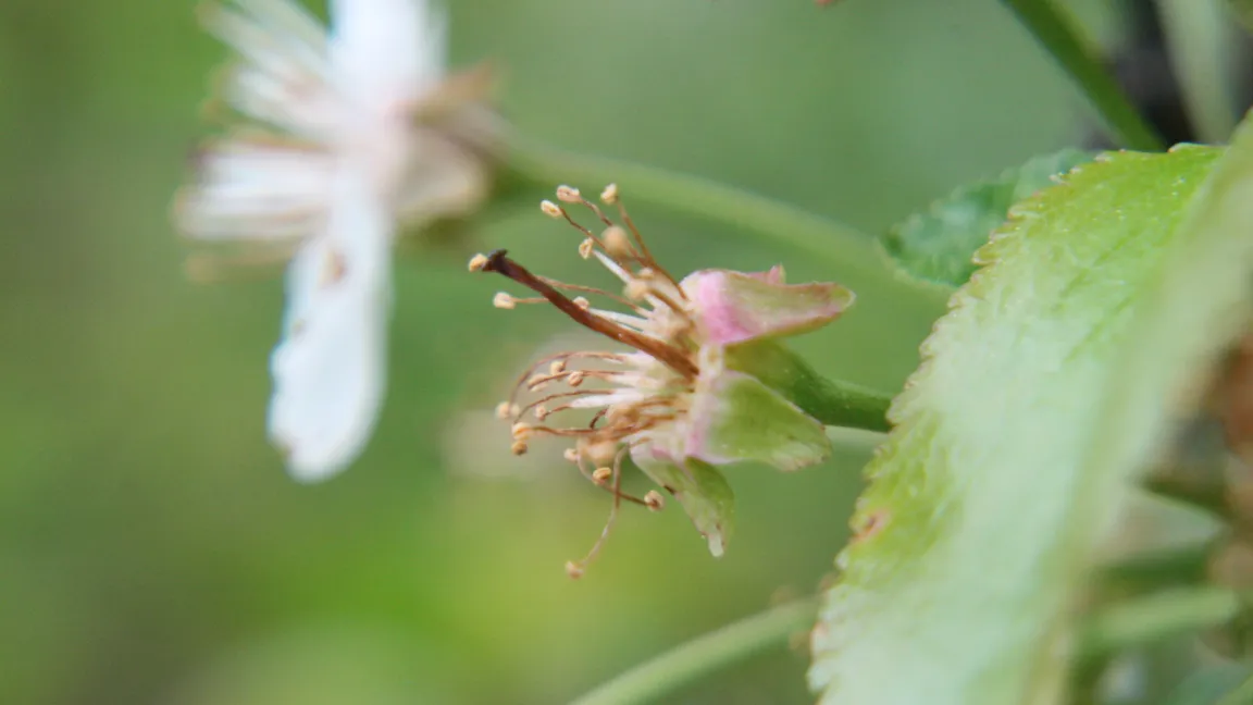 Der Blütenstiel ist zwar noch grün, aber Griffel und Stängel sind erfroren, sodass sich aus dieser Blüte keine Frucht mehr entwickeln kann. Foto: Heinrich Beltz