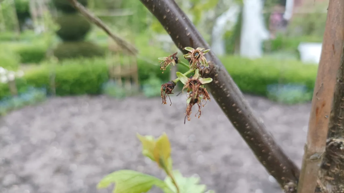 Auch junge Fruchtansätze sind spätfrostgefährdet. Foto: Heinrich Beltz