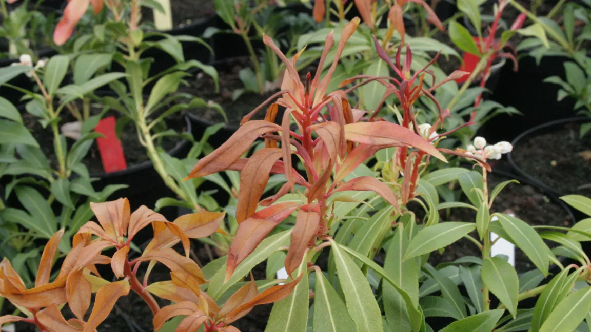 Junge Austriebe von Lavendelheide (Foto), Rhododendron und Azaleen sind sehr empfindlich gegen Nachtfröste. Foto: Heinrich Beltz