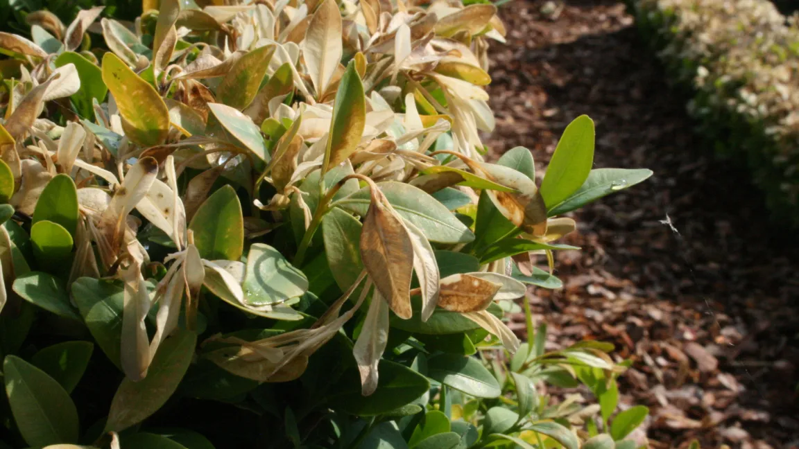 Auch die junge Triebe von Buchsbaum erfrieren leicht, allerdings treibt die Pflanze schnell wieder von innen nach. Foto: Heinrich Beltz