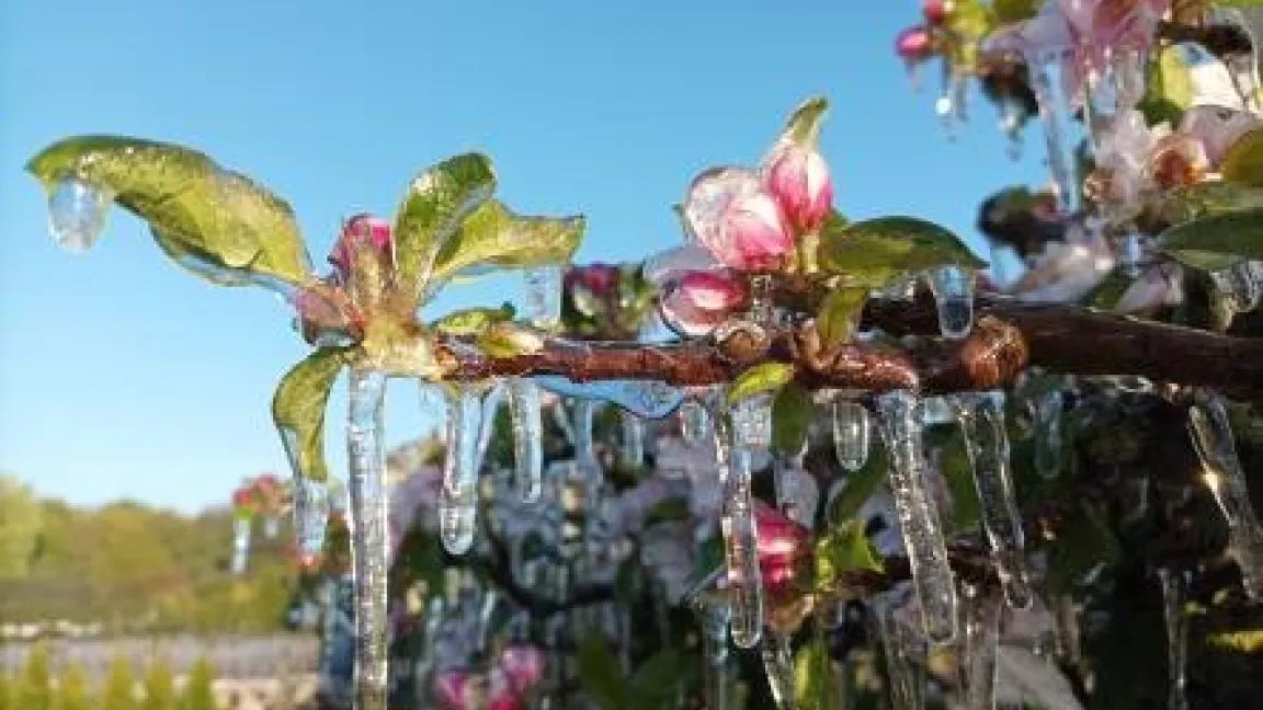 Die Obstbauern sichern ihren Ertrag durch Frostschutzberegnung. Foto: Heinrich Beltz