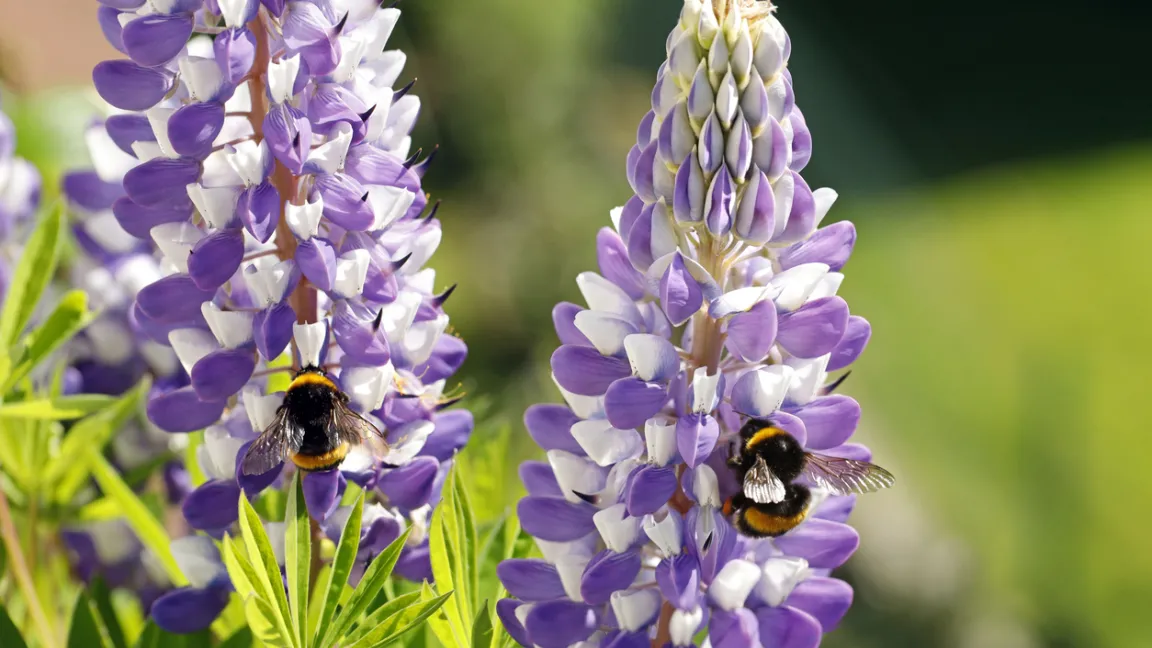 Hülsenfrüchte auf dem Acker verbessern die Bodengesundheit und fördern die Artenvielfalt. Foto: iStock