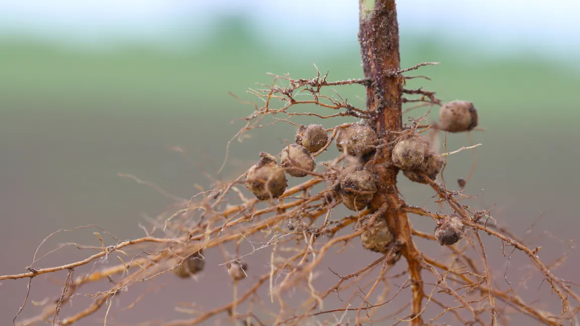 Mithilfe von Knöllchenbakterien fixieren Leguminosen Stickstoff im Boden. Foto: iStock