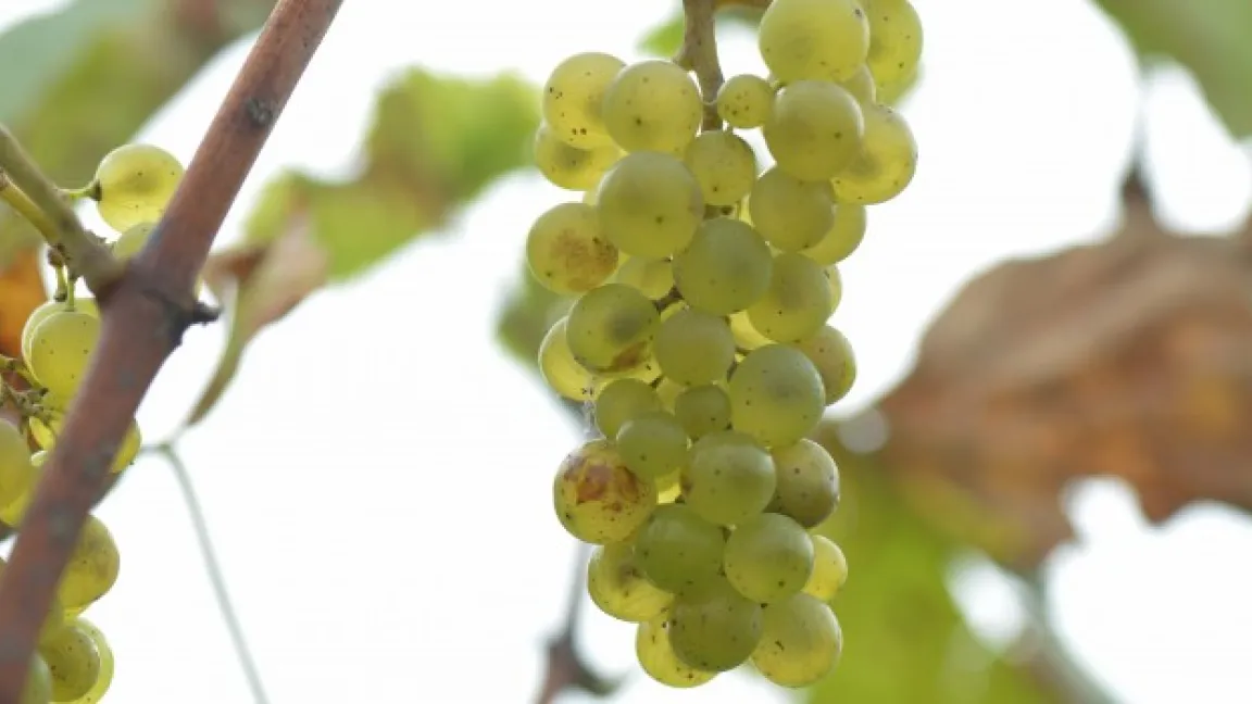 Reife Phoenix-Traube: Ausfärbung und Oechlegrade stimmen auf den Punkt. Foto: Emschergenossenschaft Essen