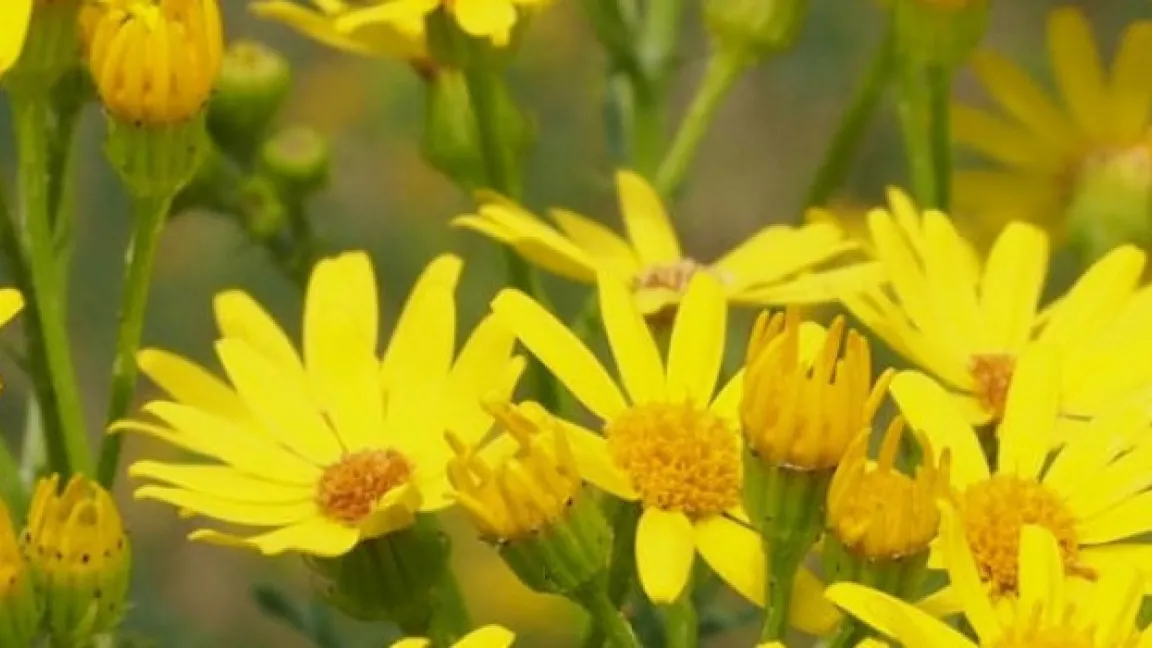 Durch die trockene Witterung konnte sich die Pflanze prächtig entwickeln. Foto: Proplanta