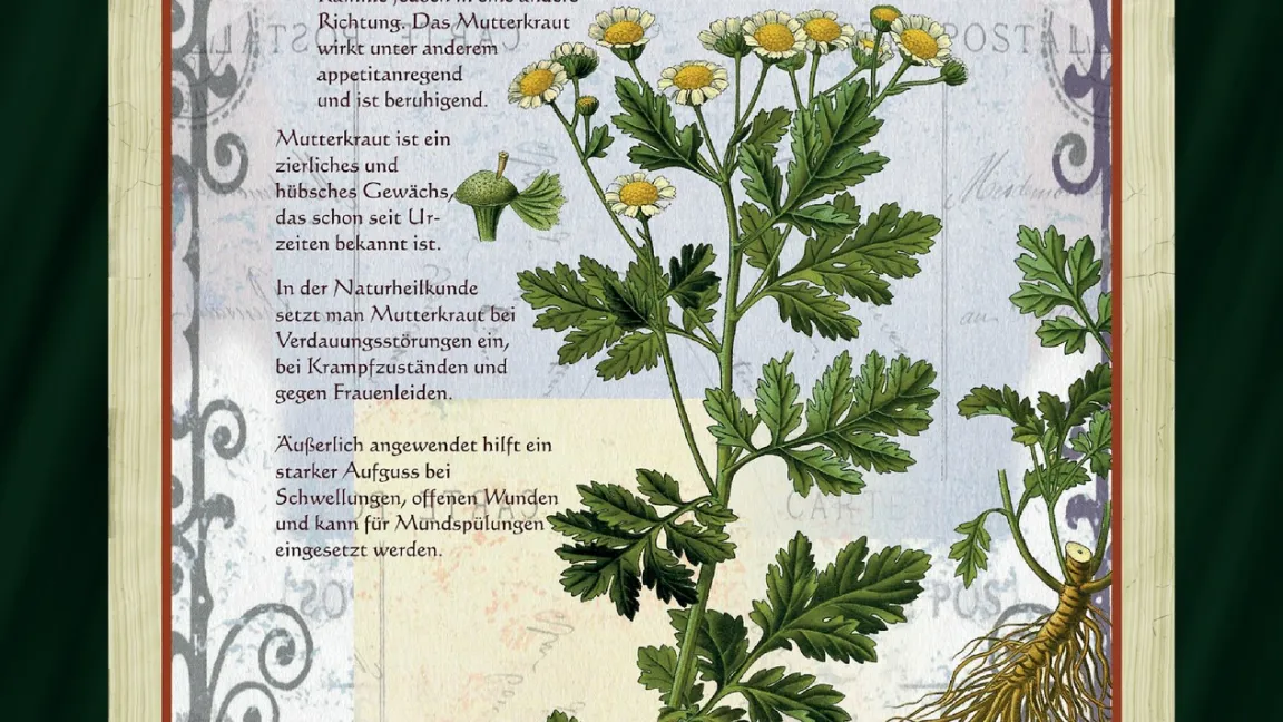 Traditionell ist  Mutterkraut als Heilpflanze gegen Frauenleiden und zur Geburtshilfe bekannt. In der jüngsten Zeit wird es auch zum Vorbeugen von Migräneanfällen angewendet. Foto. kraeuterverzeichnis.de