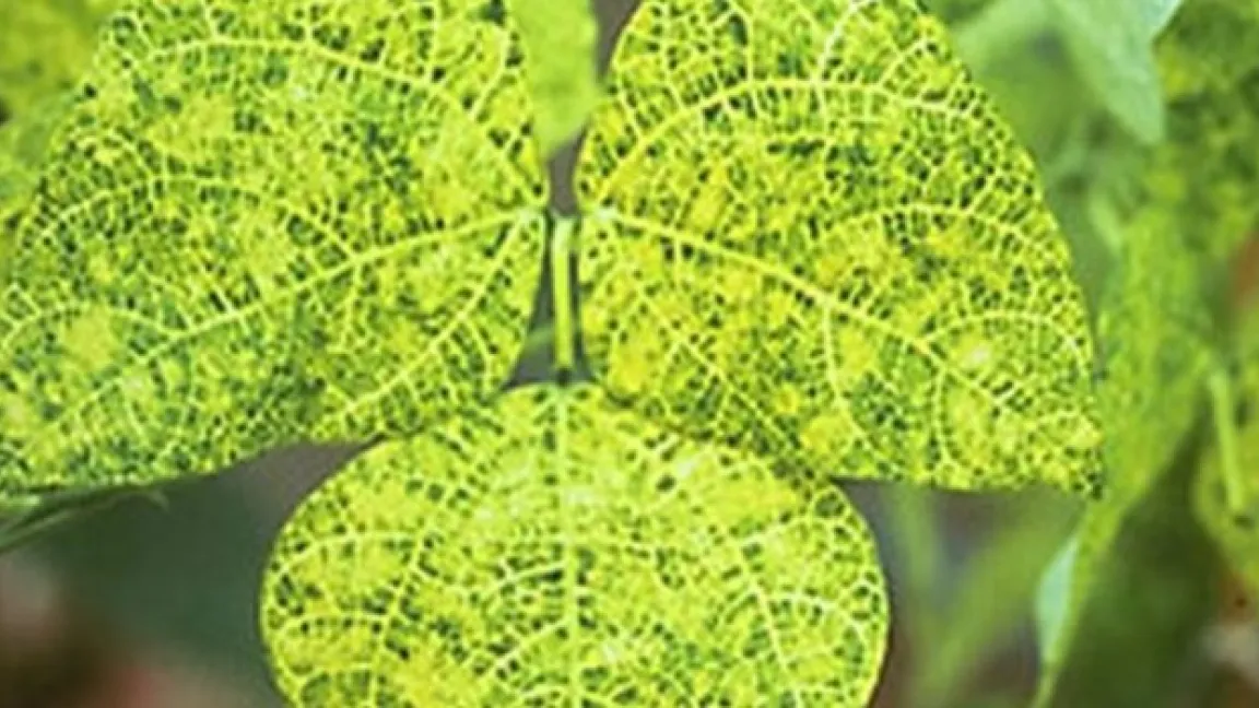 Durch das Golden Mosaic Virus infizierte Pflanzen sind zunächst an gelb gefärbten Blättern zu erkennen. Foto: transgen.de