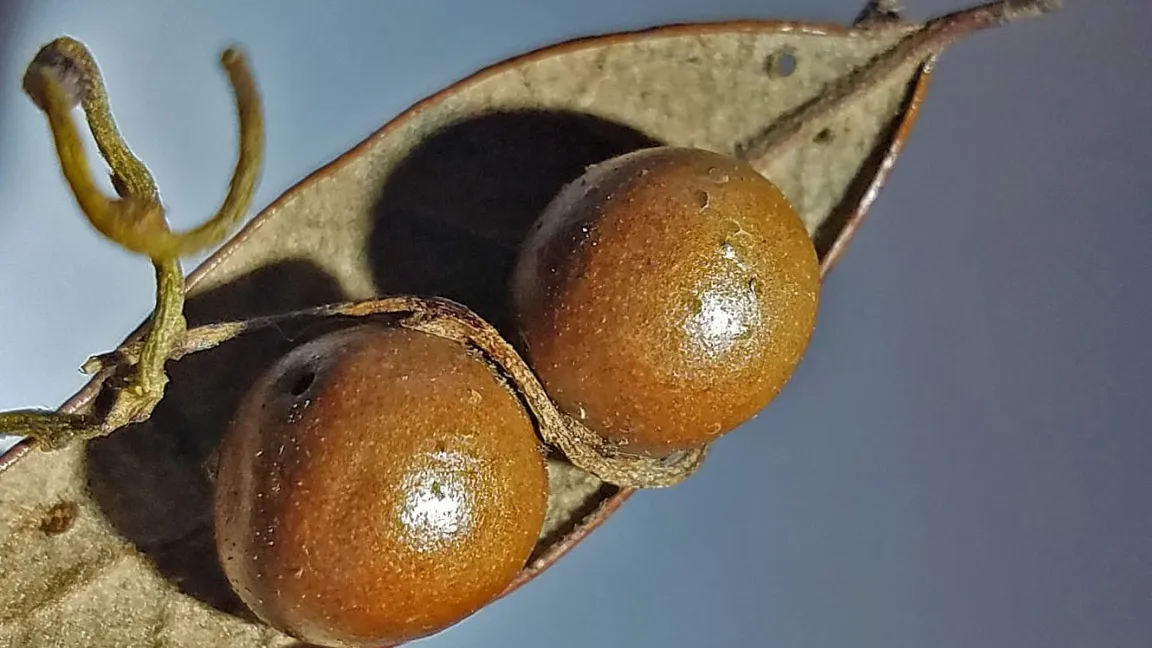 Zwei Galläpfel mit einer Ranke (Ausschnitt). Foto: Mattheau Comerford/Rice Univesity