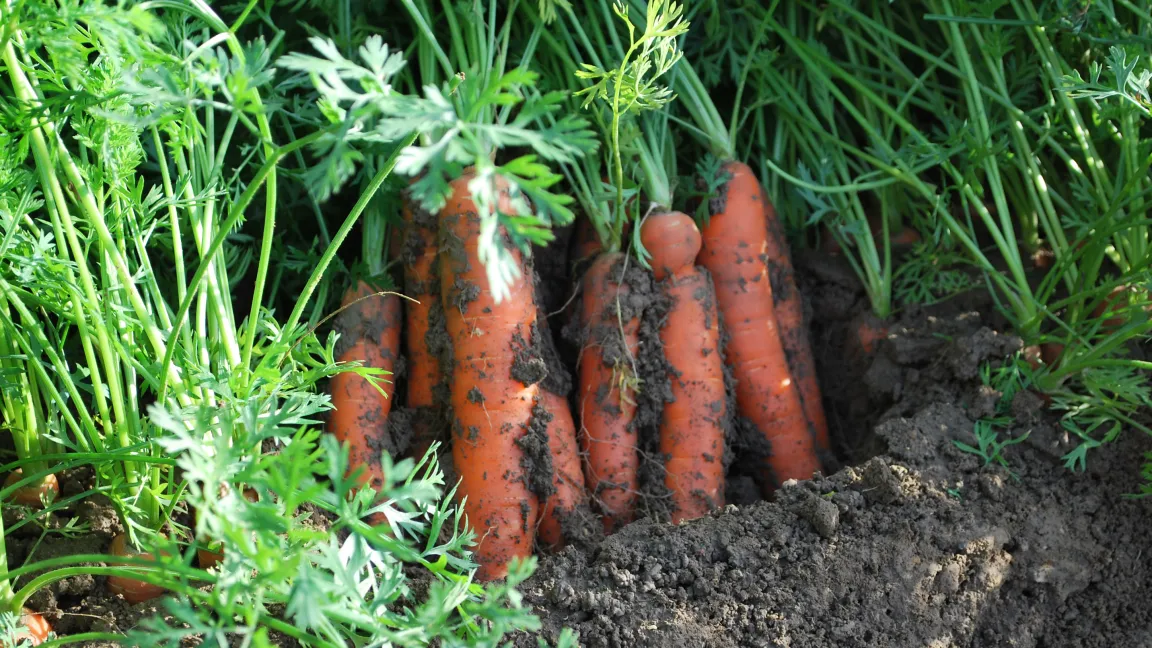 Möhren aus dem eigenen Garten sind lecker und gesund. Foto: www.meine-moehren.de