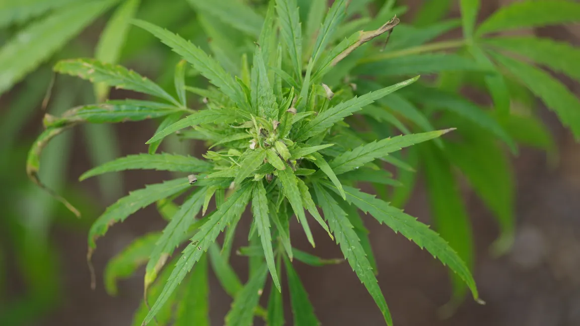 Giftig an der Hanfpflanze (Cannabis sativa) sind alle Bestandteile, das Harz der weiblichen Pflanze jedoch besonders. Foto: Botanischer Sondergarten Wandsbek