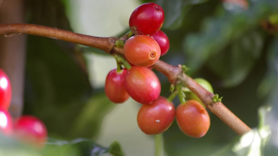 Kaffee aus den Bohnen von Coffea arabica kann das zentrale Nervensystem beeinflussen und zu Aufregung, Herzklopfen oder Schlaflosigkeit führen. Foto: Botanischer Sondergarten Wandsbek