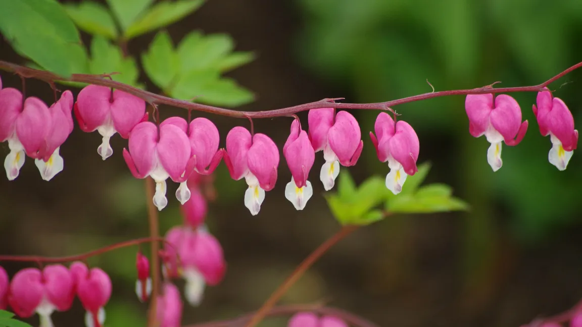 Das Tränende Herz (Lampocapnos spectabilis) ist eine Staude mit herzförmigen Blüten und in allen Teilen giftig. Foto: Botanischer Sondergarten Wandsbek