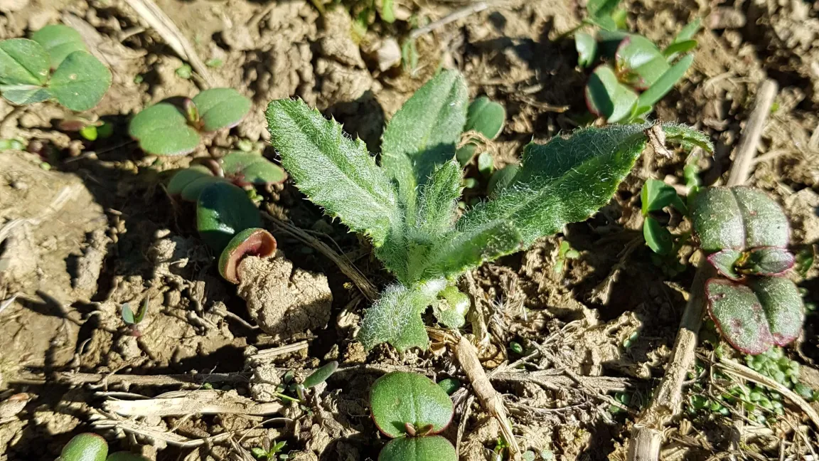 Auf der Weide können Acker-Kratzdisteln im zeitigen Frühjahr ab März ausgehackt oder ausgestochen werden. Foto: Ronald Mayrhofer
