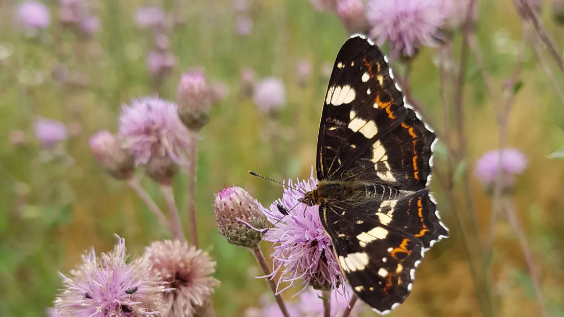 Die Acker-Kratzdistel hat ein reiches Pollen- und Nektarangebot. Besonders begehrt ist die Distel-Blüte bei Tagfaltern. Foto: Ronald Mayrhofer
