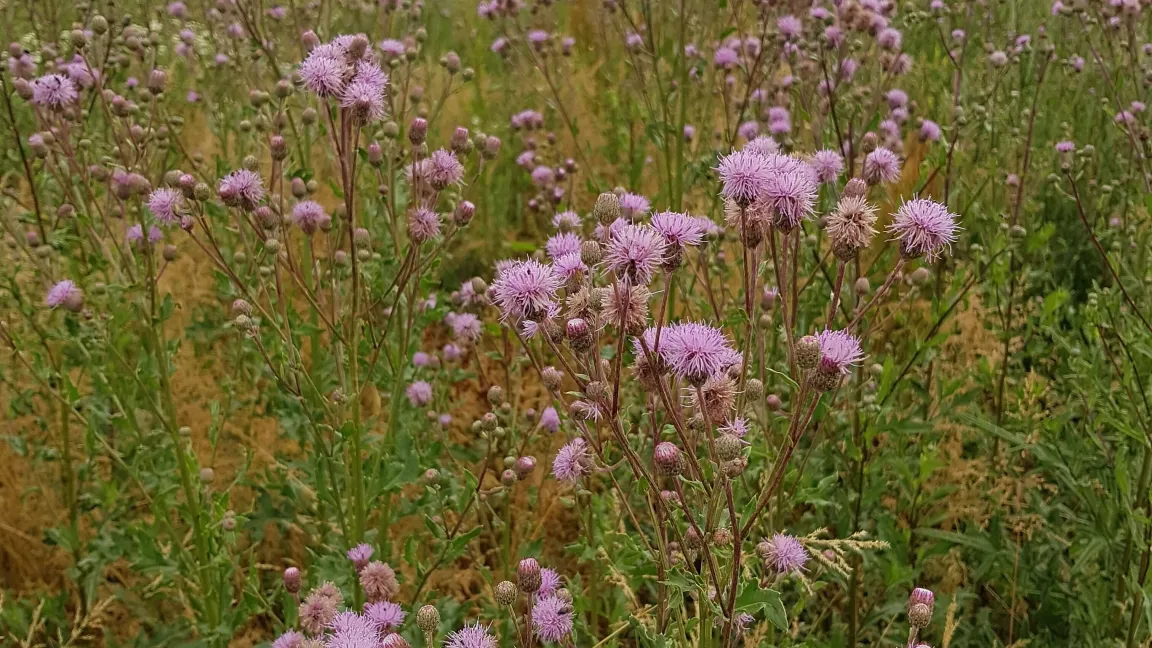 Acker-Kratzdisteln können bis zu 1,5 Meter hoch wachsen, meist sind sie aber zwischen 40 und 80 Zentimeter lang. Sie blühen von Juli bis in den Oktober hinein. Foto: Ronald Mayrhofer
