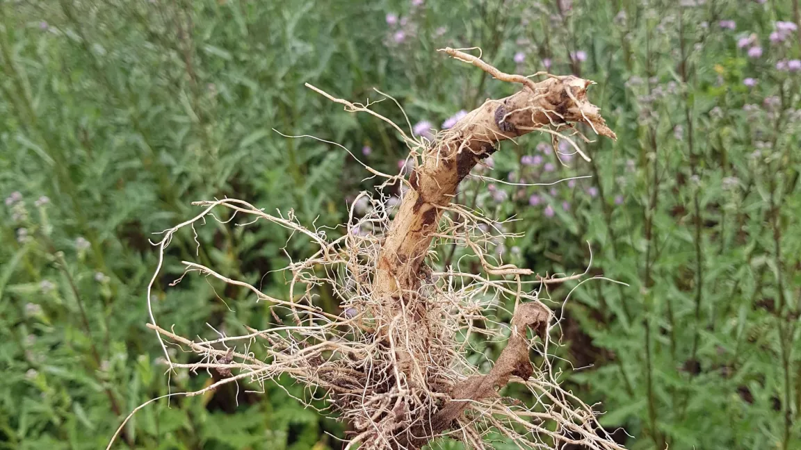Die tiefe Pfahlwurzel reicht über 2 Meter tief, das macht die Acker-Kratzdistel zum gefürchteten Acker-Unkraut. Foto: Ronald Mayrhofer