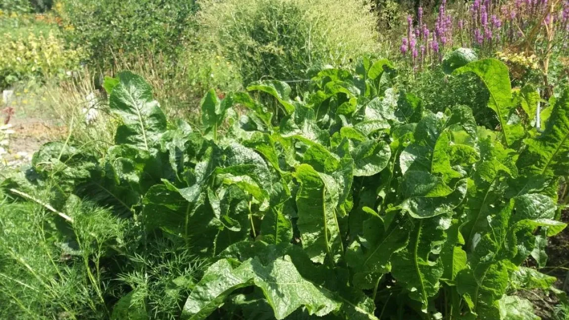 Die Pflanze ist im Gartenbeet ein echter Hingucker. Foto: NHV Theophrastus