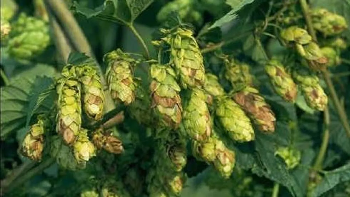 Hopfendolden. Foto: AgroSlide