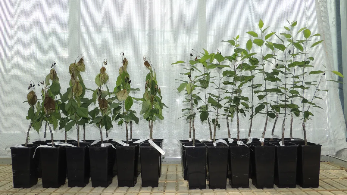 Herkömmliche Gala-Apfelbäume (links) und cisgene Gala-Apfelbäume (rechts) im Feuerbrand-Test: Die cisgenen Pflanzen besitzen eine höhere Feuerbrandresistenz. Foto: Giovanni Broggini, Agroscope