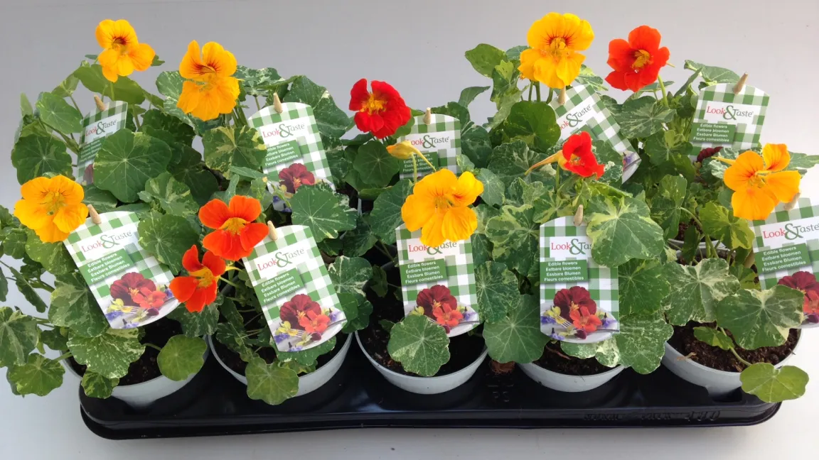 Große Kapuzinerkresse verkauft "Look & Taste" im Topf. So bleibt sie lange ein Augen- und Gaumenschmaus. Foto: Look & Taste, Peter van Wijgerden