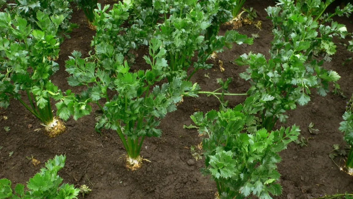 Sellerie beschattet erst spät den Boden. Deswegen sollten Gärtner die Bestände in der Jugendphase unkrautfrei halten. Foto: Florentine / Wikipedia