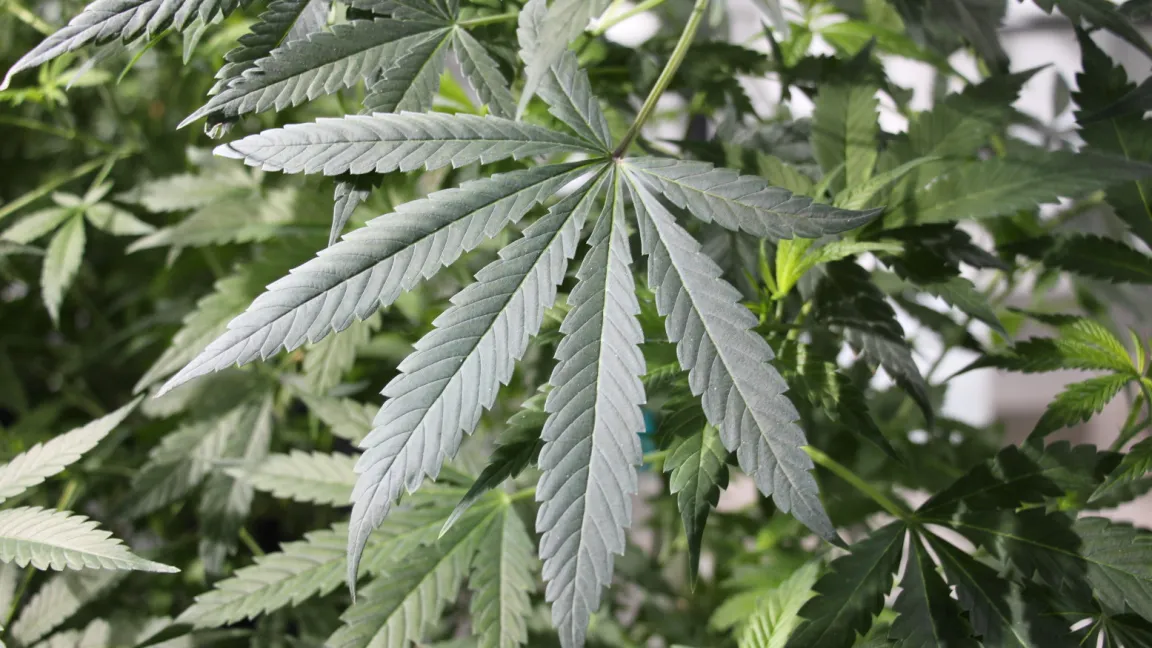 Die Hanfpflanze sieht eher unscheinbar aus, sie ist an ihren handförmig eingeschnittenen Blättern zu erkennen. Foto: Hanfmagazin / Pixelio