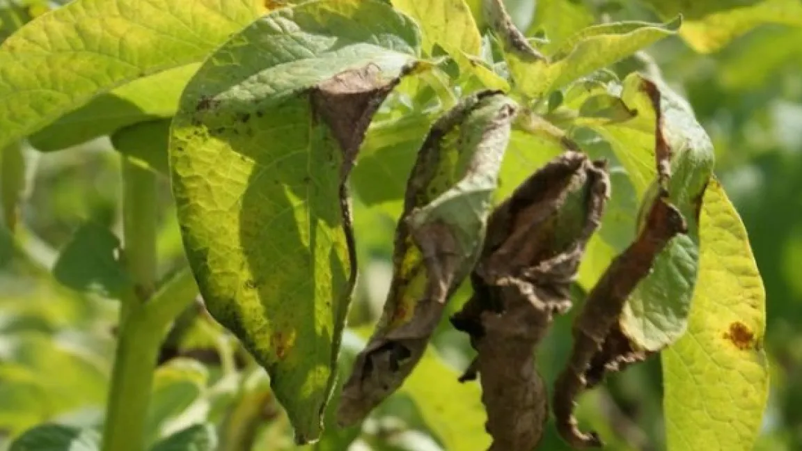 Es beginnt mit braunen Flecken. Insbesondere bei feucht-warmer Witterung verbreitet Phytophthora sich rasend schnell. Zunächst bilden sich grau-grüne im weiteren Verlauf braune Flecken auf Stängel und Blättern, an der Unterseite der Blätter ein weißer Pilzrasen. Die Blätter verfaulen schließlich oder vertrocknen. Foto: i-bio