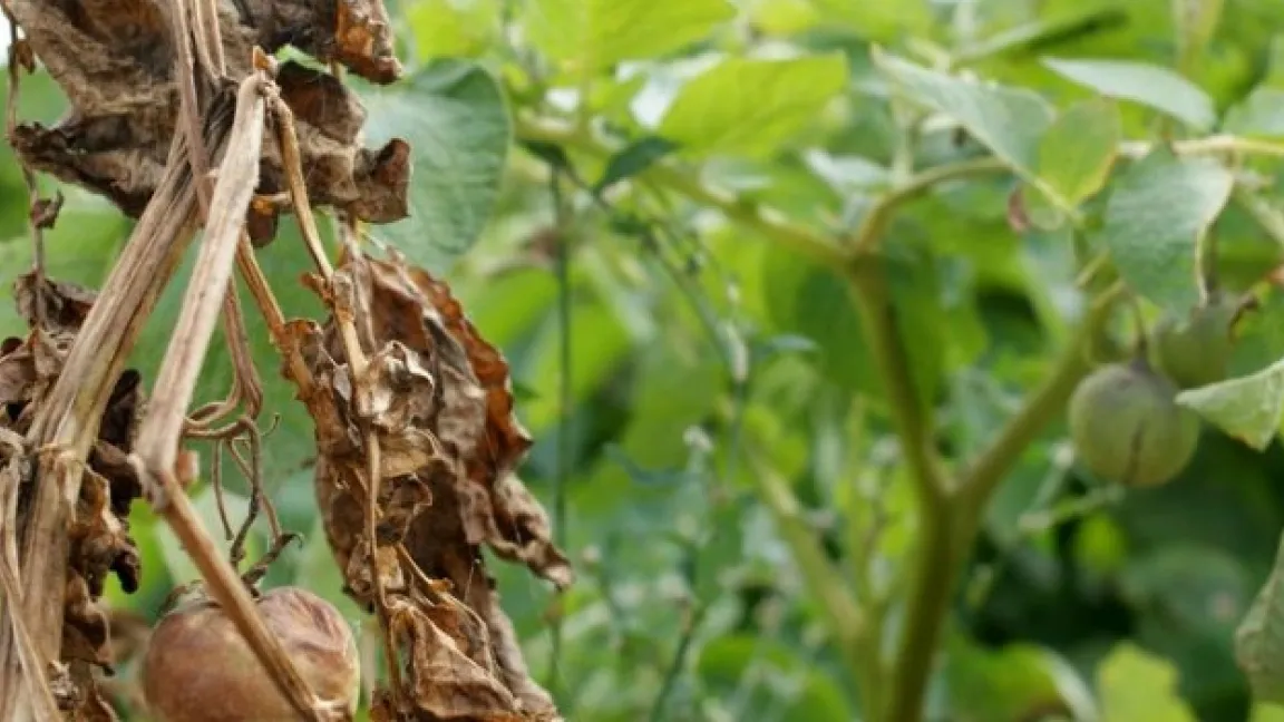 Schäden durch Kraut- und Knollenfäule: Normale, nicht resistente Kartoffelsorte ohne Behandlung (vorn), gentechnisch veränderte resistente Kartoffeln (Hintergrund). Foto: i-bio