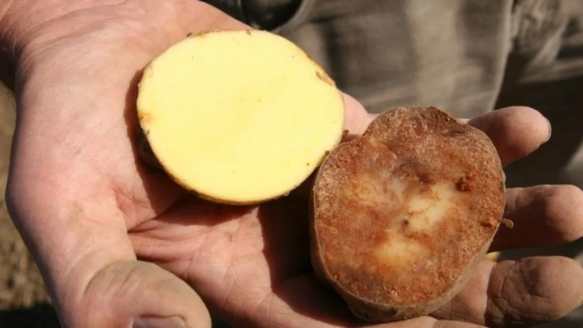 Kranke Knollen. Bei Regen wird Phytophthora in den Boden gespült und befällt dort auch die Knollen. Foto: i-bio