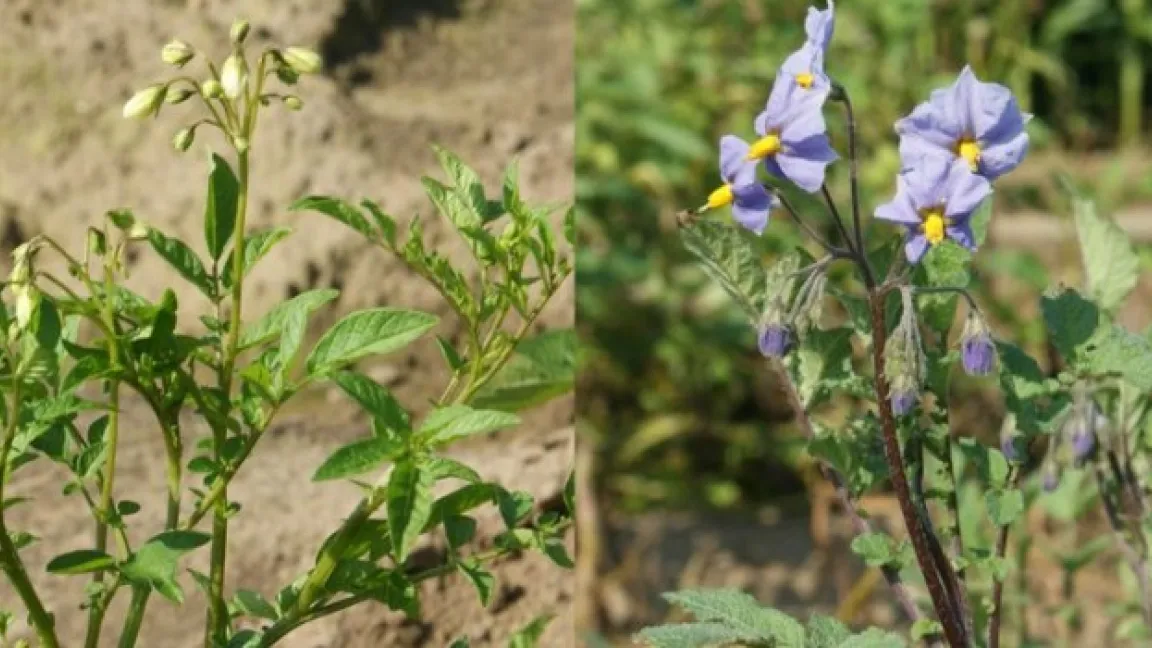 Resistent durch Kartoffelgene. Hier wurden Resistenzgene aus zwei Wildkartoffeln in Kultursorten übertragen. Für eine vergleichbare konventionelle Züchtung würde man 20 bis 30 Jahre benötigen. Foto: i-bio