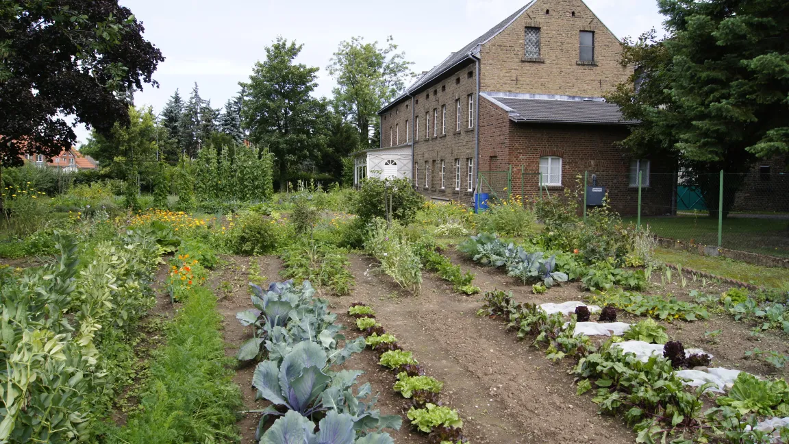 Im Gemüsegarten an der Tuchfabrik Müller bauen ehrenamtliche Gärtner alte und moderne Nutzpflanzen wie vor hundert Jahren an. Foto: LVR-Industriemuseum