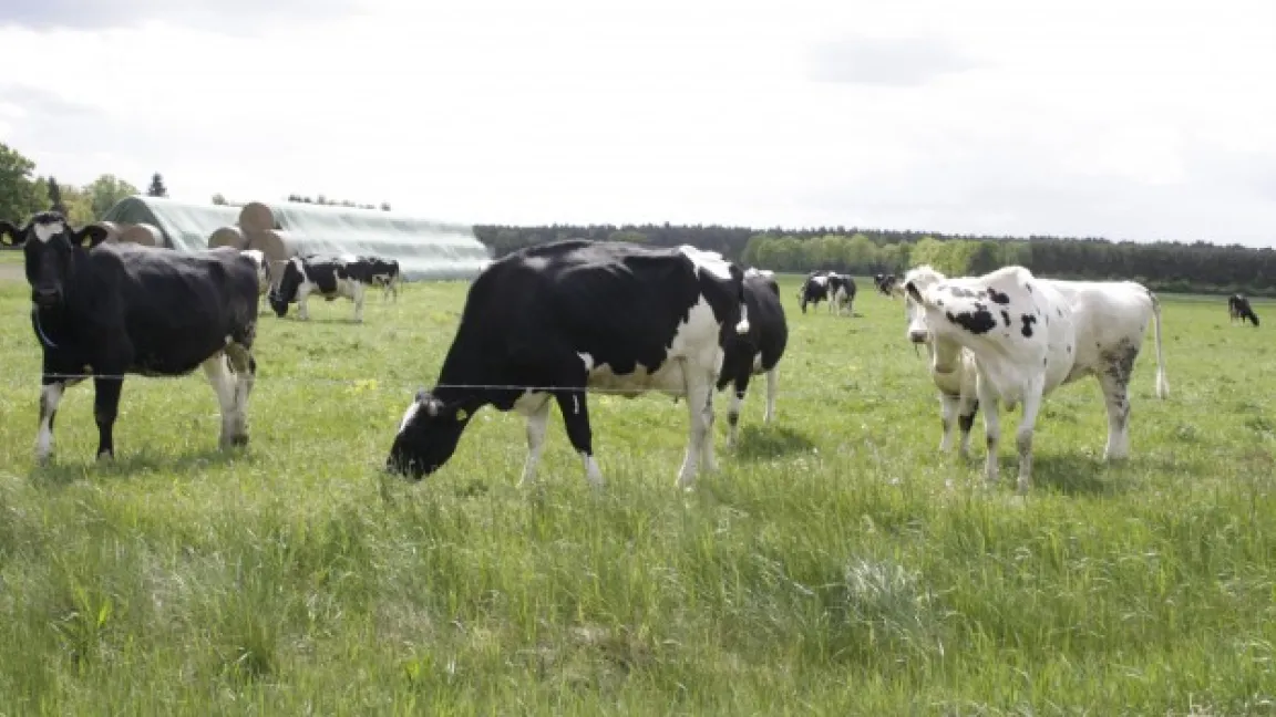 Kühe und Pferde lassen das Jakobskreuzkraut stehen......... Foto: Angelika Sontheimer