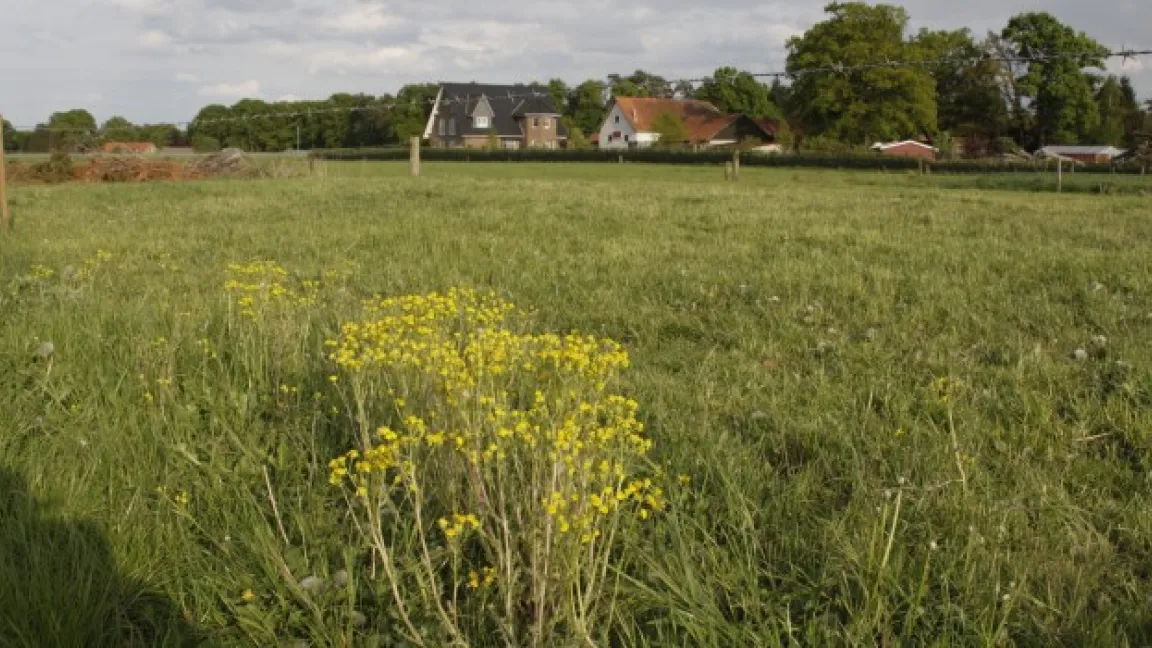 allerdings vermehrt es sich umso rasanter. Foto: Angelika Sontheimer