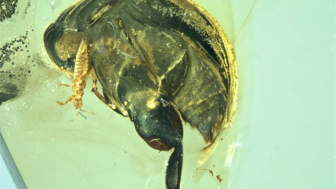 Nahaufnahme von Angimordella burmitina. Foto: Nanjiing Institute of Geology and Palaeontology