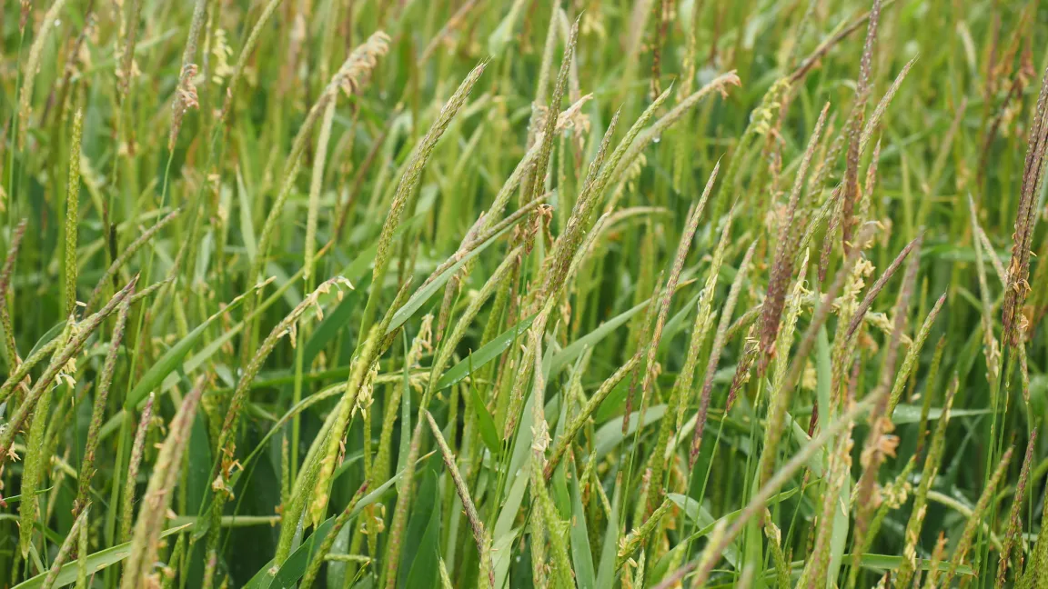 Gegen Getreideherbizide resistenter Ackerfuchsschwanz macht den Winterweizenanbau stellenweise unmöglich. Foto: agrar-press