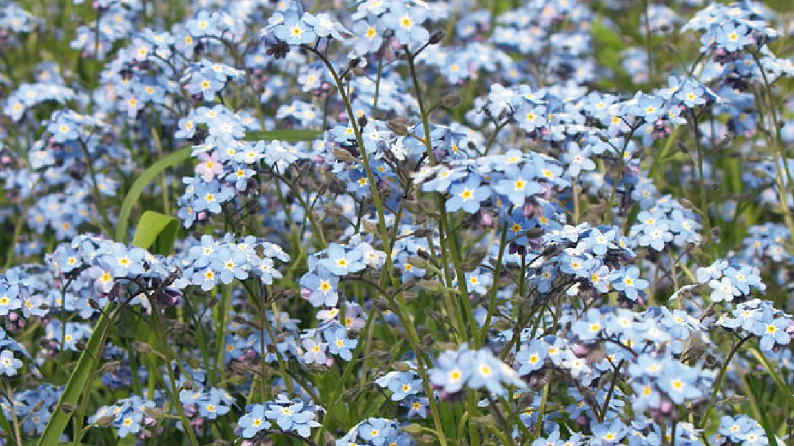 Auch das Acker-Vergissmeinnicht kann die Ursache für zu hohe PA-Gehalte sein. Foto: Jörg Hempel, Wikipedia