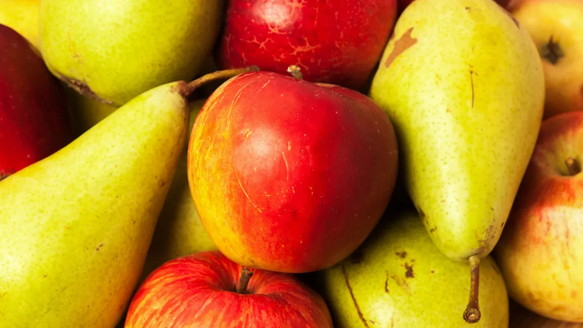 Die alten Apfel- und Birnensorten werden zunehmend gern gegessen. Foto: istock