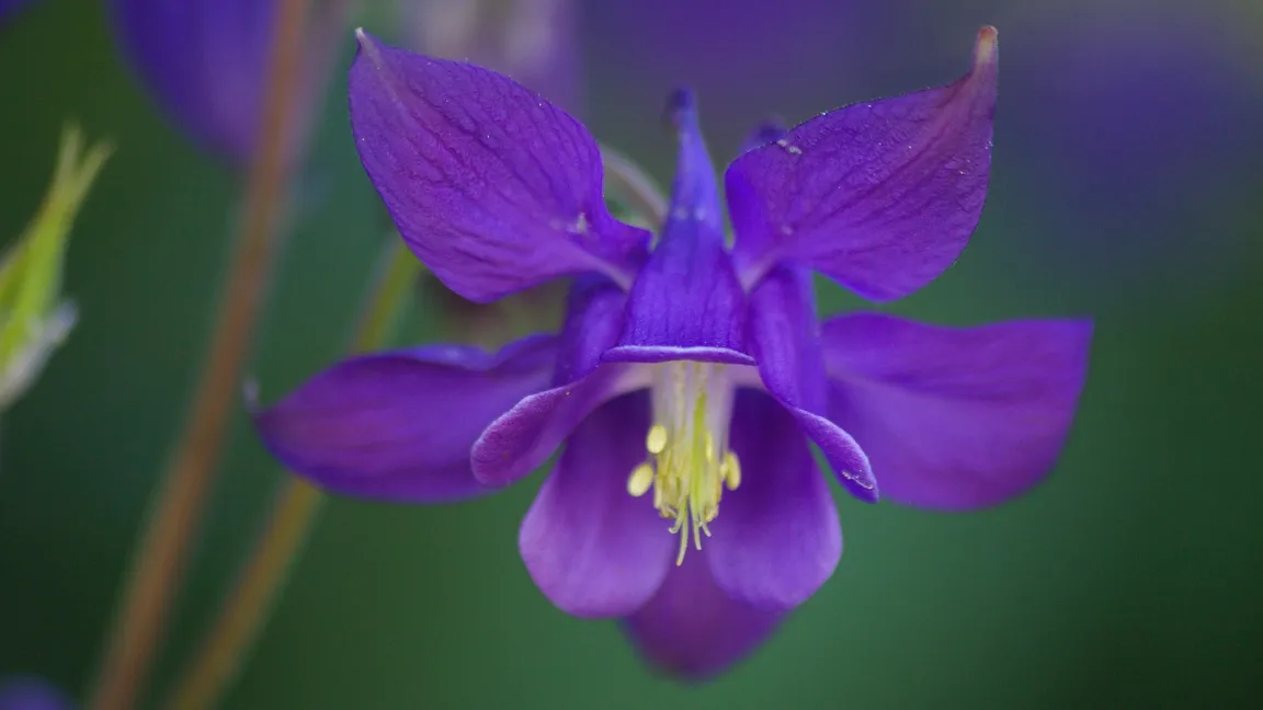 Kandidat in der Kategorie Staude: Die Akelei. Foto: Helge Masch