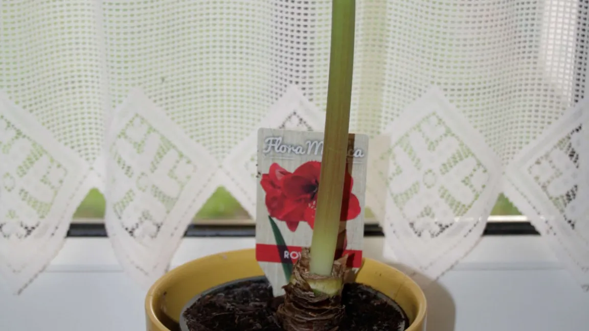 Mit etwas Pflege entwickelt sich der landläufig als Amaryllis bezeichnete Ritterstern zu einer mehrjährigen Zimmerpflanze. Foto: Angelika Sontheimer