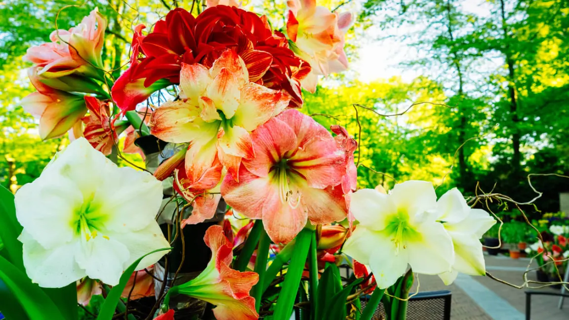 Mittlerweile gibt es Zuchtformen in verschiedenen Farben. Foto: istock