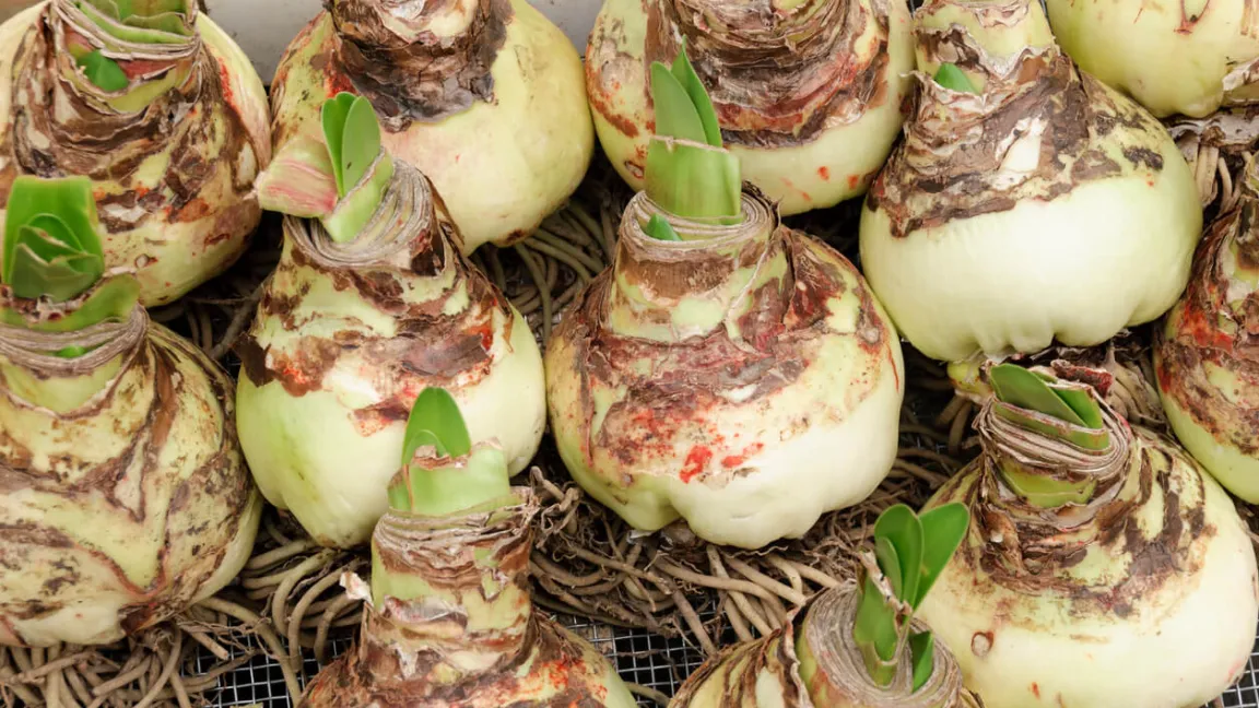 Die Knollen werden gerne in der Vorweihnachtszeit verkauft, sodass die Pflanze zu Weihnachten blüht. Foto: istock