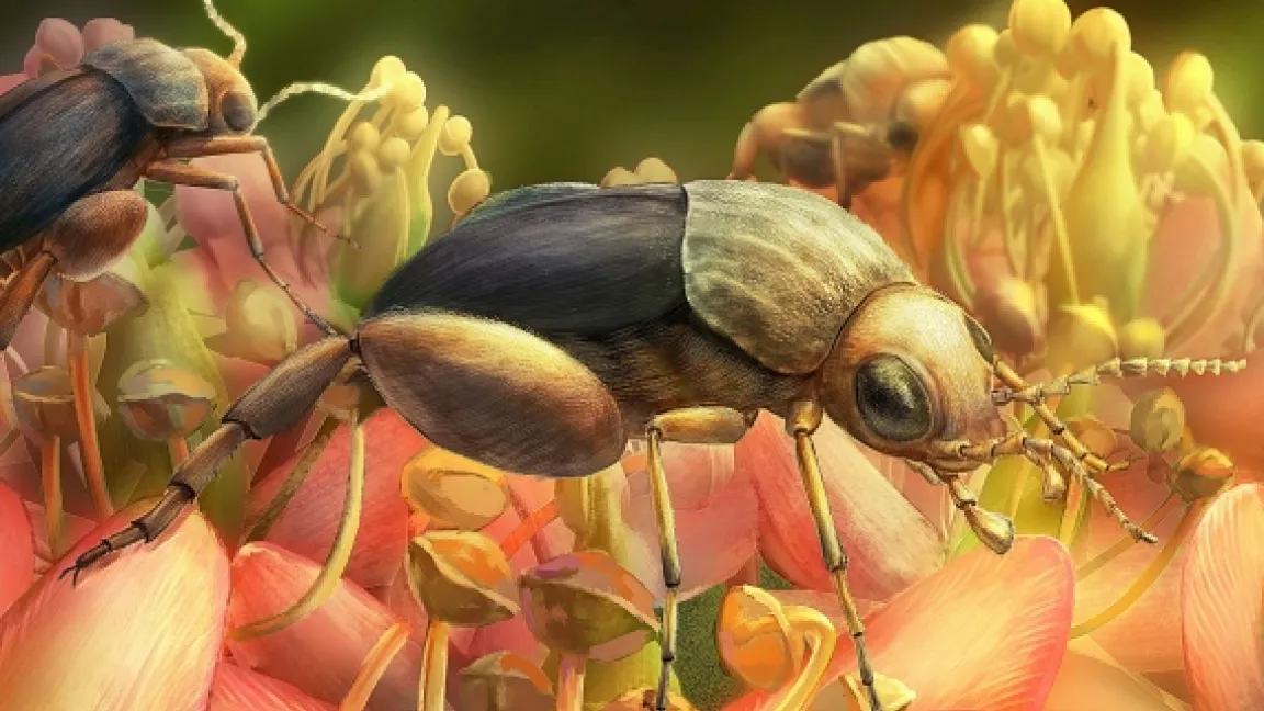 So könnte Angimordella burmitina ausgesehen haben. Foto: Ding-hau Yang