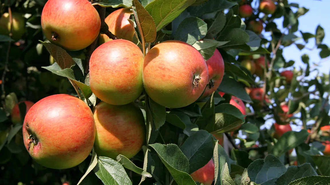 Gesunde reiche Ernte. Foto: adpic