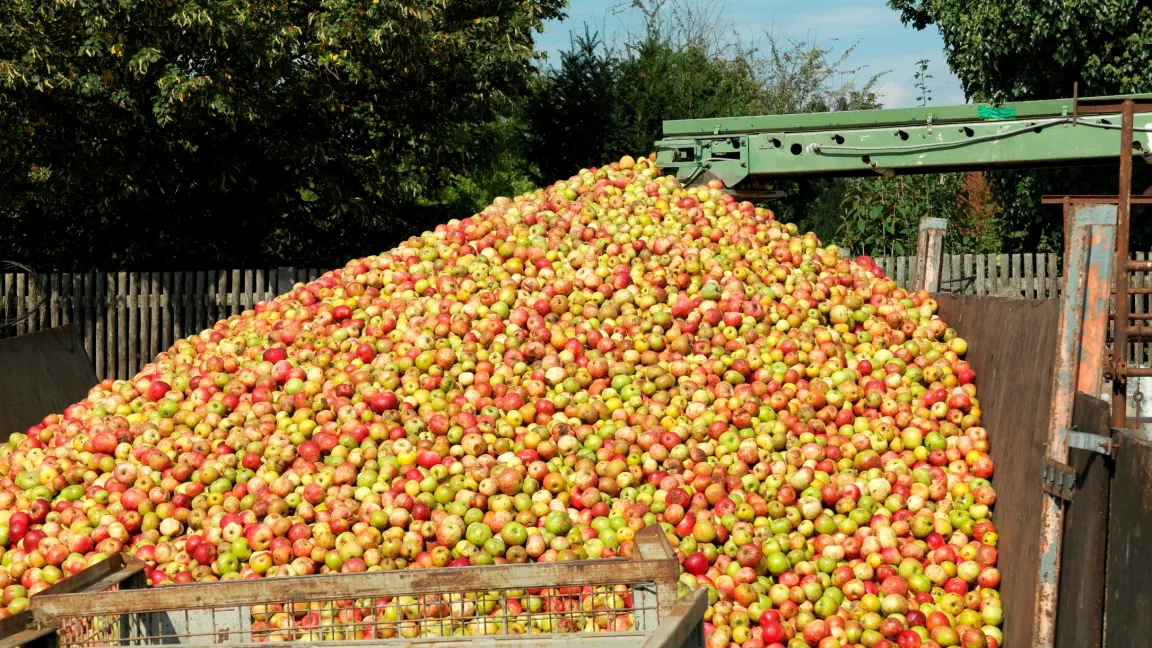 Während die EU eine um drei Prozent kleinere Apfelernte als im Vorjahr erwartet, gehen die Experten in Deutschland von einer acht Prozent höheren Apfelernte als 2015 aus. Foto: istock