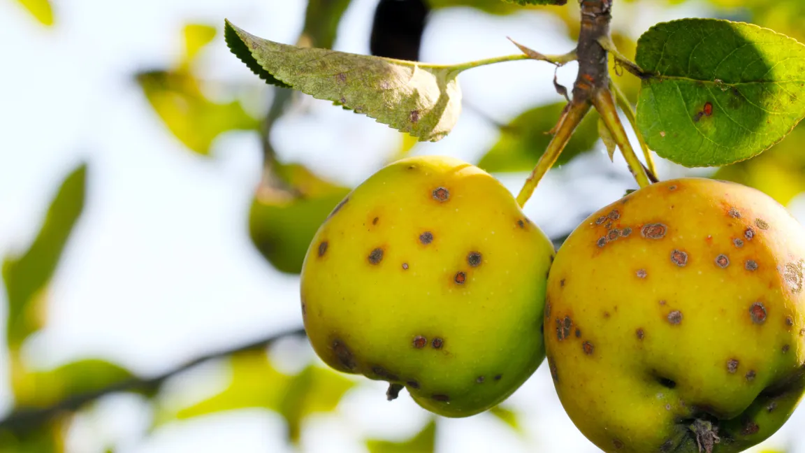 Der Verzehr von Äpfeln mit Schorf ist zwar nicht gesundheitsschädlich, aber die Früchte lassen sich nicht vermarkten. Foto: Fotolia